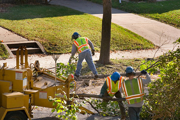 Best Tree Maintenance Programs  in Tullytown, PA